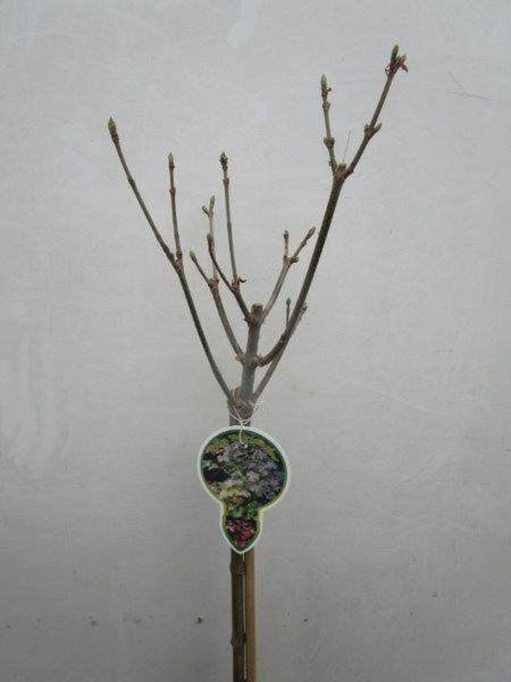 Acer pseud. 'Simon-Louis Frères' - 80 CM Stem C5